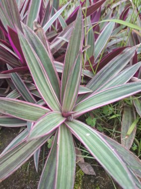 Pink moses in the cradle tree. It is characterized by its striking foliage with dark green leaves that are striped with pink and have purple undersides