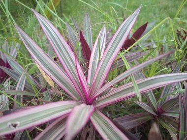 Pink moses in the cradle tree. It is characterized by its striking foliage with dark green leaves that are striped with pink and have purple undersides