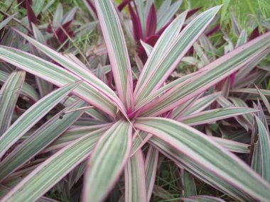 Pink moses in the cradle tree. It is characterized by its striking foliage with dark green leaves that are striped with pink and have purple undersides