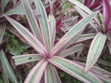 Pink moses in the cradle tree. It is characterized by its striking foliage with dark green leaves that are striped with pink and have purple undersides