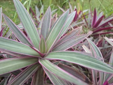Pink moses in the cradle tree. It is characterized by its striking foliage with dark green leaves that are striped with pink and have purple undersides