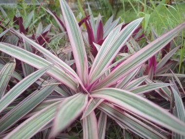 Pink moses in the cradle tree. It is characterized by its striking foliage with dark green leaves that are striped with pink and have purple undersides