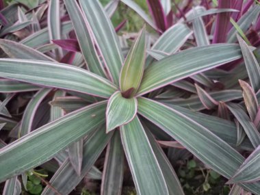 Pink moses in the cradle tree. It is characterized by its striking foliage with dark green leaves that are striped with pink and have purple undersides