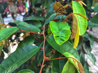 Star Apple, Caimito ya da Cainito ağacı olarak da bilinir. Bu bir tropikal meyve, yuvarlak ve şekilsiz. Pürüzsüz, derimsi teni ile karakterize edilir, çeşitliliğine bağlı olarak mor, kırmızı ya da yeşil olabilir.