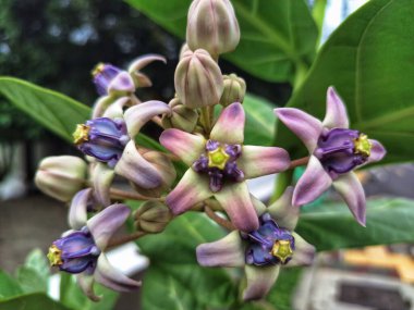 Taç çiçeği. Bilimsel olarak Calotropis gigantea, tropikal bir çalılıktır. Bitki, mor, pembe ve beyaz tonlarında balmumu çiçekleriyle ve sütlü özsuyuyla tanınır.