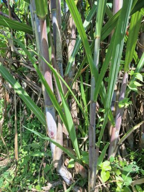 Şeker kamışı ağacı. Şeker kamışı öncelikle şeker üretimi için üretilen, arıtılmış beyaz şeker, kahverengi şeker ve pekmez de dahil olmak üzere çeşitli şeker formlarına işlenen bir bitkidir.