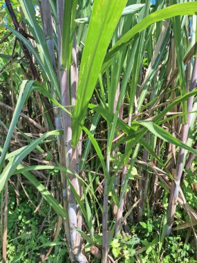 Şeker kamışı ağacı. Şeker kamışı öncelikle şeker üretimi için üretilen, arıtılmış beyaz şeker, kahverengi şeker ve pekmez de dahil olmak üzere çeşitli şeker formlarına işlenen bir bitkidir.
