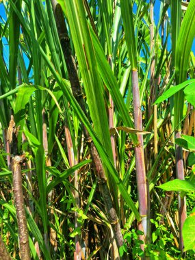 Şeker kamışı ağacı. Şeker kamışı öncelikle şeker üretimi için üretilen, arıtılmış beyaz şeker, kahverengi şeker ve pekmez de dahil olmak üzere çeşitli şeker formlarına işlenen bir bitkidir.