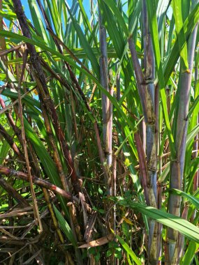 Şeker kamışı ağacı. Şeker kamışı öncelikle şeker üretimi için üretilen, arıtılmış beyaz şeker, kahverengi şeker ve pekmez de dahil olmak üzere çeşitli şeker formlarına işlenen bir bitkidir.