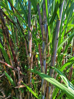 Şeker kamışı ağacı. Şeker kamışı öncelikle şeker üretimi için üretilen, arıtılmış beyaz şeker, kahverengi şeker ve pekmez de dahil olmak üzere çeşitli şeker formlarına işlenen bir bitkidir.