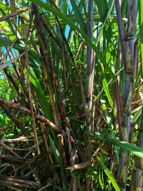 Şeker kamışı ağacı. Şeker kamışı öncelikle şeker üretimi için üretilen, arıtılmış beyaz şeker, kahverengi şeker ve pekmez de dahil olmak üzere çeşitli şeker formlarına işlenen bir bitkidir.