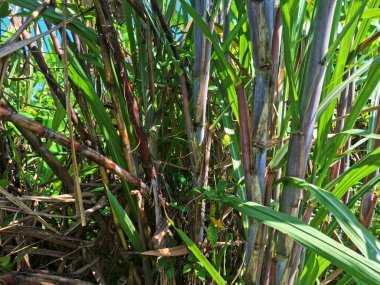 Şeker kamışı ağacı. Şeker kamışı öncelikle şeker üretimi için üretilen, arıtılmış beyaz şeker, kahverengi şeker ve pekmez de dahil olmak üzere çeşitli şeker formlarına işlenen bir bitkidir.