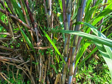 Şeker kamışı ağacı. Şeker kamışı öncelikle şeker üretimi için üretilen, arıtılmış beyaz şeker, kahverengi şeker ve pekmez de dahil olmak üzere çeşitli şeker formlarına işlenen bir bitkidir.