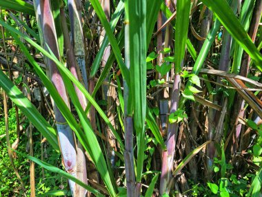 Şeker kamışı ağacı. Şeker kamışı öncelikle şeker üretimi için üretilen, arıtılmış beyaz şeker, kahverengi şeker ve pekmez de dahil olmak üzere çeşitli şeker formlarına işlenen bir bitkidir.