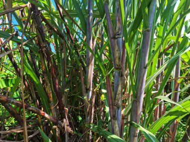 Şeker kamışı ağacı. Şeker kamışı öncelikle şeker üretimi için üretilen, arıtılmış beyaz şeker, kahverengi şeker ve pekmez de dahil olmak üzere çeşitli şeker formlarına işlenen bir bitkidir.