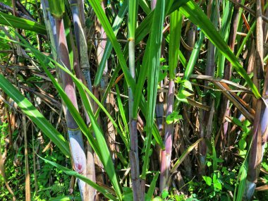 Şeker kamışı ağacı. Şeker kamışı öncelikle şeker üretimi için üretilen, arıtılmış beyaz şeker, kahverengi şeker ve pekmez de dahil olmak üzere çeşitli şeker formlarına işlenen bir bitkidir.