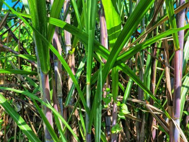 Şeker kamışı ağacı. Şeker kamışı öncelikle şeker üretimi için üretilen, arıtılmış beyaz şeker, kahverengi şeker ve pekmez de dahil olmak üzere çeşitli şeker formlarına işlenen bir bitkidir.