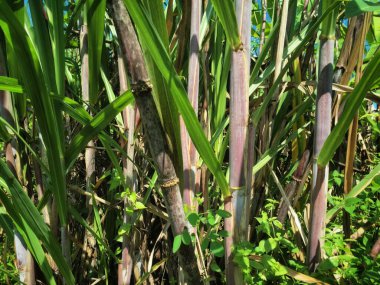 Şeker kamışı ağacı. Şeker kamışı öncelikle şeker üretimi için üretilen, arıtılmış beyaz şeker, kahverengi şeker ve pekmez de dahil olmak üzere çeşitli şeker formlarına işlenen bir bitkidir.