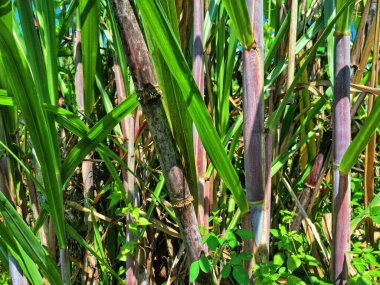 Şeker kamışı ağacı. Şeker kamışı öncelikle şeker üretimi için üretilen, arıtılmış beyaz şeker, kahverengi şeker ve pekmez de dahil olmak üzere çeşitli şeker formlarına işlenen bir bitkidir.