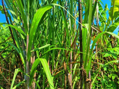 Şeker kamışı ağacı. Şeker kamışı öncelikle şeker üretimi için üretilen, arıtılmış beyaz şeker, kahverengi şeker ve pekmez de dahil olmak üzere çeşitli şeker formlarına işlenen bir bitkidir.