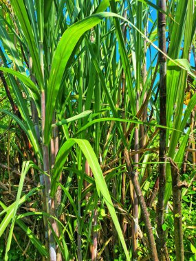Şeker kamışı ağacı. Şeker kamışı öncelikle şeker üretimi için üretilen, arıtılmış beyaz şeker, kahverengi şeker ve pekmez de dahil olmak üzere çeşitli şeker formlarına işlenen bir bitkidir.