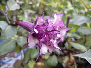 Mor datura çiçeği. Trompet şeklinde ve güzel kokulu çiçek açan bir gece. Tüm bitki zehirlidir ve çiçekler tüketildiği takdirde bir dizi negatif yan etkiye neden olabilir.