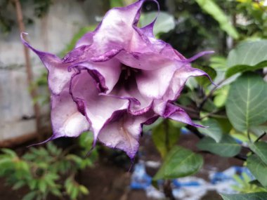 Mor datura çiçeği. Trompet şeklinde ve güzel kokulu çiçek açan bir gece. Tüm bitki zehirlidir ve çiçekler tüketildiği takdirde bir dizi negatif yan etkiye neden olabilir.