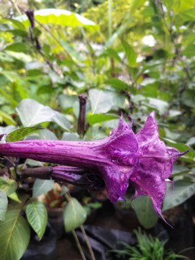 Mor datura çiçeği. Trompet şeklinde ve güzel kokulu çiçek açan bir gece. Tüm bitki zehirlidir ve çiçekler tüketildiği takdirde bir dizi negatif yan etkiye neden olabilir.