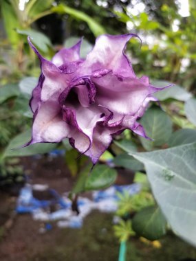 Mor datura çiçeği. Trompet şeklinde ve güzel kokulu çiçek açan bir gece. Tüm bitki zehirlidir ve çiçekler tüketildiği takdirde bir dizi negatif yan etkiye neden olabilir.