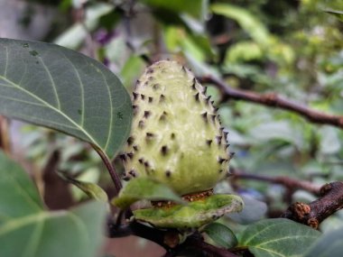 Ağaçta mor datura meyvesi. Bu meyveler tipik olarak oval şekilli, dikenli ve donuk mor veya grimsi mor renktedir. Zehirli oldukları biliniyor ve sindirilirse halüsinasyonlara neden olabilirler.