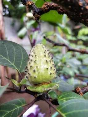 Ağaçta mor datura meyvesi. Bu meyveler tipik olarak oval şekilli, dikenli ve donuk mor veya grimsi mor renktedir. Zehirli oldukları biliniyor ve sindirilirse halüsinasyonlara neden olabilirler.