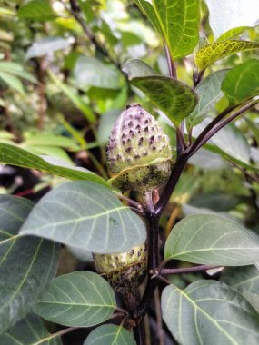 Ağaçta mor datura meyvesi. Bu meyveler tipik olarak oval şekilli, dikenli ve donuk mor veya grimsi mor renktedir. Zehirli oldukları biliniyor ve sindirilirse halüsinasyonlara neden olabilirler.