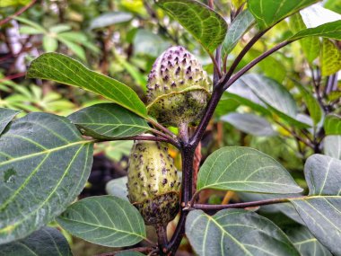 Ağaçta mor datura meyvesi. Bu meyveler tipik olarak oval şekilli, dikenli ve donuk mor veya grimsi mor renktedir. Zehirli oldukları biliniyor ve sindirilirse halüsinasyonlara neden olabilirler.