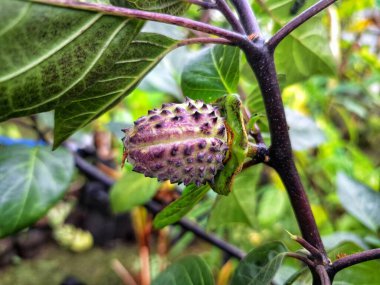 Ağaçta mor datura meyvesi. Bu meyveler tipik olarak oval şekilli, dikenli ve donuk mor veya grimsi mor renktedir. Zehirli oldukları biliniyor ve sindirilirse halüsinasyonlara neden olabilirler.