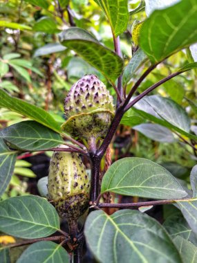 Ağaçta mor datura meyvesi. Bu meyveler tipik olarak oval şekilli, dikenli ve donuk mor veya grimsi mor renktedir. Zehirli oldukları biliniyor ve sindirilirse halüsinasyonlara neden olabilirler.