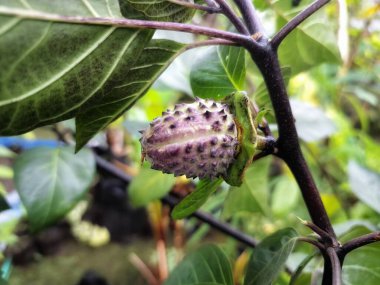 Ağaçta mor datura meyvesi. Bu meyveler tipik olarak oval şekilli, dikenli ve donuk mor veya grimsi mor renktedir. Zehirli oldukları biliniyor ve sindirilirse halüsinasyonlara neden olabilirler.