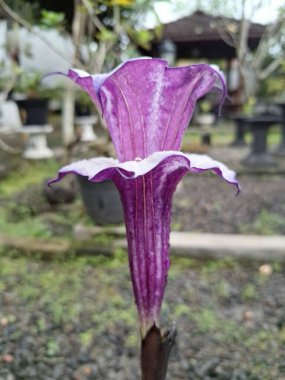 Mor datura çiçeği. Trompet şeklinde ve güzel kokulu çiçek açan bir gece. Tüm bitki zehirlidir ve çiçekler tüketildiği takdirde bir dizi negatif yan etkiye neden olabilir.