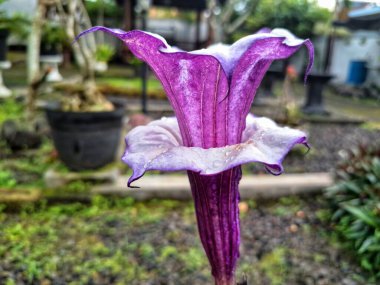 Mor datura çiçeği. Trompet şeklinde ve güzel kokulu çiçek açan bir gece. Tüm bitki zehirlidir ve çiçekler tüketildiği takdirde bir dizi negatif yan etkiye neden olabilir.