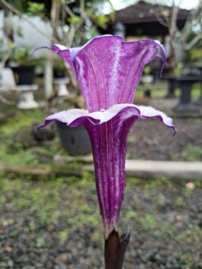 Mor datura çiçeği. Trompet şeklinde ve güzel kokulu çiçek açan bir gece. Tüm bitki zehirlidir ve çiçekler tüketildiği takdirde bir dizi negatif yan etkiye neden olabilir.