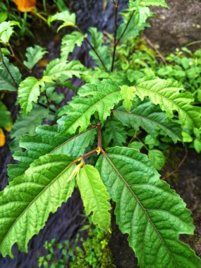 Ficus ampelas bitkisi. Ficus ampelas (ayrıca Java inciri veya Hint inciri olarak da bilinir) 10-15 metreye kadar büyüyebilen orta büyüklükte bir ağaçtır. Ağaç, vahşi yaşam için önemli besin kaynakları olan küçük, yeşilimsi sarı incirler üretir.