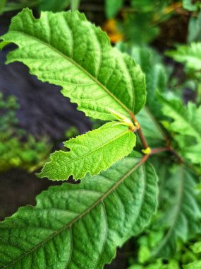 Ficus ampelas bitkisi. Ficus ampelas (ayrıca Java inciri veya Hint inciri olarak da bilinir) 10-15 metreye kadar büyüyebilen orta büyüklükte bir ağaçtır. Ağaç, vahşi yaşam için önemli besin kaynakları olan küçük, yeşilimsi sarı incirler üretir.