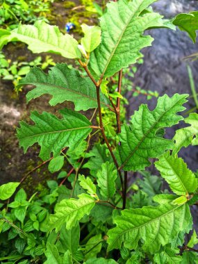 Ficus ampelas bitkisi. Ficus ampelas (ayrıca Java inciri veya Hint inciri olarak da bilinir) 10-15 metreye kadar büyüyebilen orta büyüklükte bir ağaçtır. Ağaç, vahşi yaşam için önemli besin kaynakları olan küçük, yeşilimsi sarı incirler üretir.