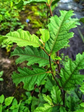 Ficus ampelas bitkisi. Ficus ampelas (ayrıca Java inciri veya Hint inciri olarak da bilinir) 10-15 metreye kadar büyüyebilen orta büyüklükte bir ağaçtır. Ağaç, vahşi yaşam için önemli besin kaynakları olan küçük, yeşilimsi sarı incirler üretir.