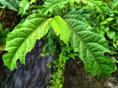 Ficus ampelas bitkisi. Ficus ampelas (ayrıca Java inciri veya Hint inciri olarak da bilinir) 10-15 metreye kadar büyüyebilen orta büyüklükte bir ağaçtır. Ağaç, vahşi yaşam için önemli besin kaynakları olan küçük, yeşilimsi sarı incirler üretir.