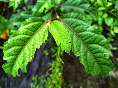 Ficus ampelas bitkisi. Ficus ampelas (ayrıca Java inciri veya Hint inciri olarak da bilinir) 10-15 metreye kadar büyüyebilen orta büyüklükte bir ağaçtır. Ağaç, vahşi yaşam için önemli besin kaynakları olan küçük, yeşilimsi sarı incirler üretir.