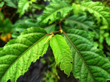 Ficus ampelas bitkisi. Ficus ampelas (ayrıca Java inciri veya Hint inciri olarak da bilinir) 10-15 metreye kadar büyüyebilen orta büyüklükte bir ağaçtır. Ağaç, vahşi yaşam için önemli besin kaynakları olan küçük, yeşilimsi sarı incirler üretir.