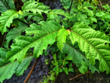 Ficus ampelas bitkisi. Ficus ampelas (ayrıca Java inciri veya Hint inciri olarak da bilinir) 10-15 metreye kadar büyüyebilen orta büyüklükte bir ağaçtır. Ağaç, vahşi yaşam için önemli besin kaynakları olan küçük, yeşilimsi sarı incirler üretir.
