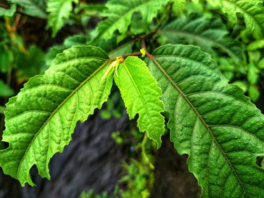 Ficus ampelas bitkisi. Ficus ampelas (ayrıca Java inciri veya Hint inciri olarak da bilinir) 10-15 metreye kadar büyüyebilen orta büyüklükte bir ağaçtır. Ağaç, vahşi yaşam için önemli besin kaynakları olan küçük, yeşilimsi sarı incirler üretir.