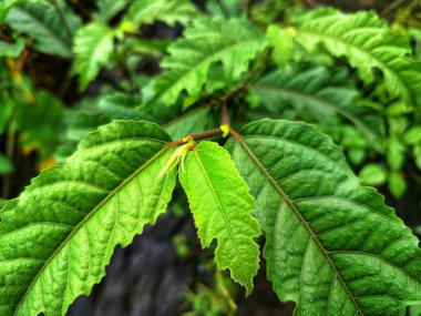 Ficus ampelas bitkisi. Ficus ampelas (ayrıca Java inciri veya Hint inciri olarak da bilinir) 10-15 metreye kadar büyüyebilen orta büyüklükte bir ağaçtır. Ağaç, vahşi yaşam için önemli besin kaynakları olan küçük, yeşilimsi sarı incirler üretir.