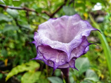 Mor datura çiçeği. Trompet şeklinde ve güzel kokulu çiçek açan bir gece. Tüm bitki zehirlidir ve çiçekler tüketildiği takdirde bir dizi negatif yan etkiye neden olabilir.